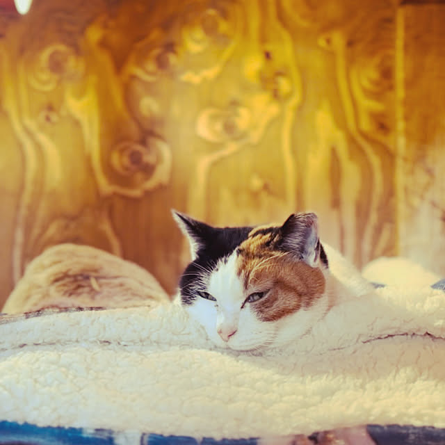 puku.meruさんの部屋