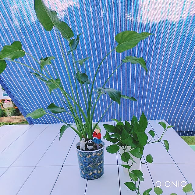 Miyumamaさんの実例写真