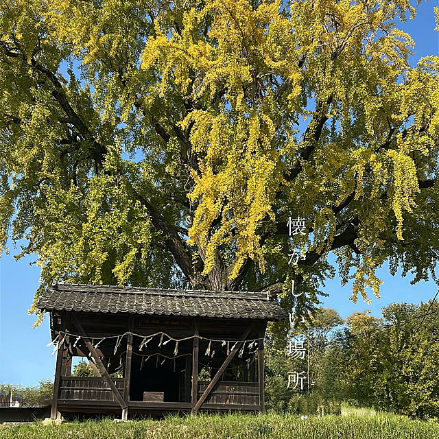 akaidarumaさんの部屋