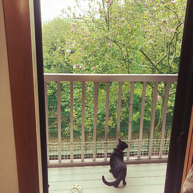 jijiさんの実例写真