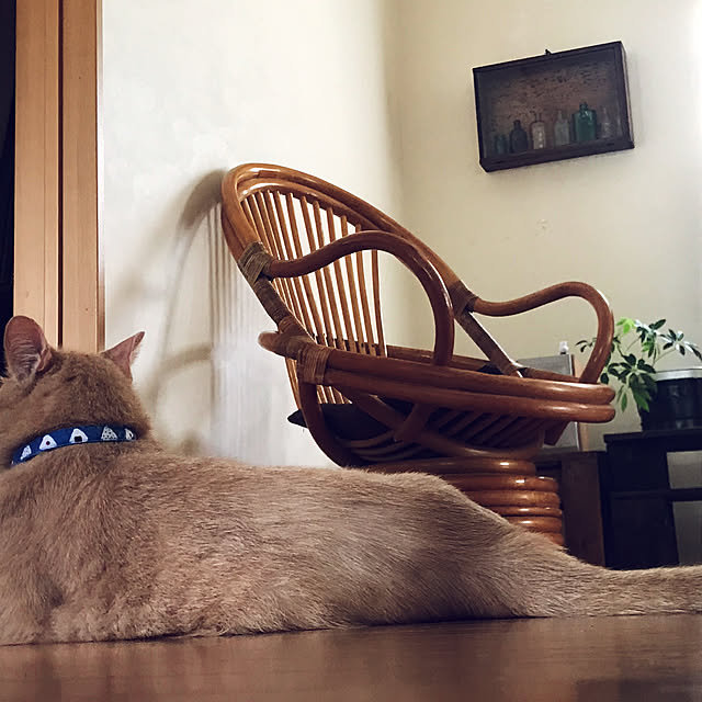 mikan161さんの実例写真