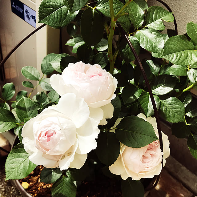 REOさんの実例写真
