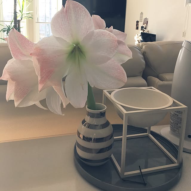 m.a.sea0609さんの実例写真