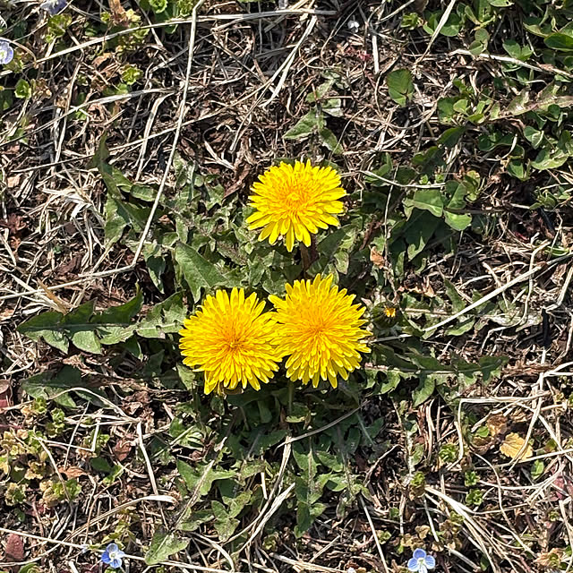 gootarachanさんの部屋