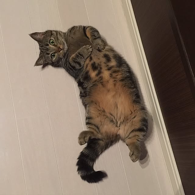 neuruさんの実例写真