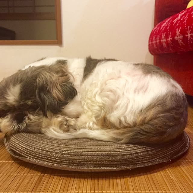 butachanさんの実例写真
