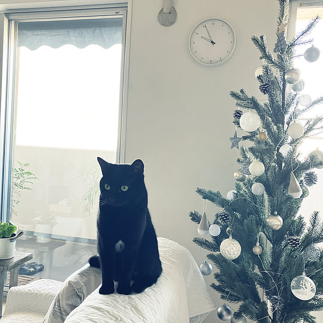 nekomiさんの部屋