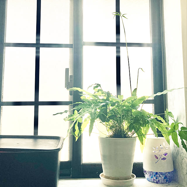 MOMOMAMAさんの実例写真