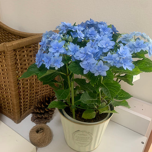 Hiroさんの実例写真