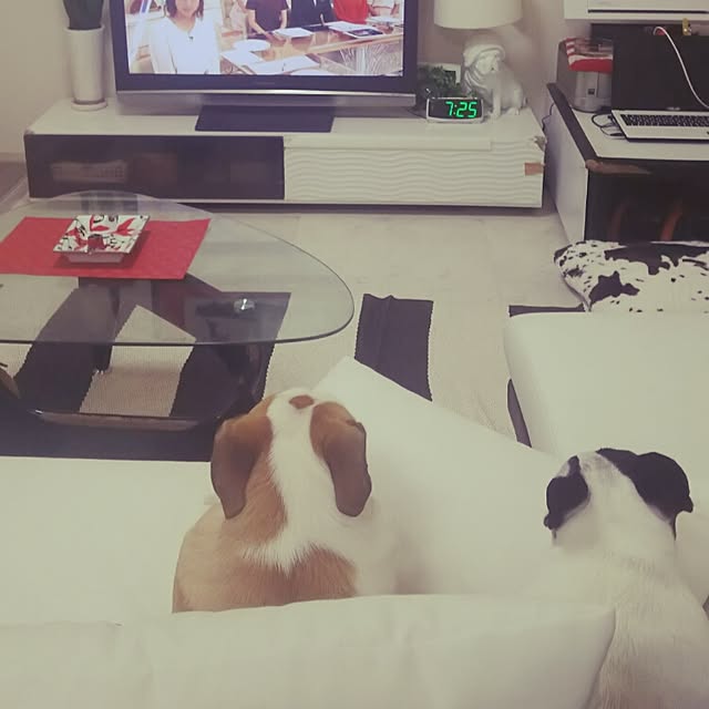 panchobiさんの実例写真