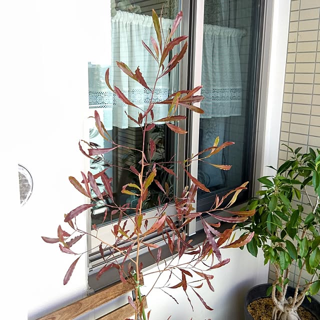 kerochanさんの部屋