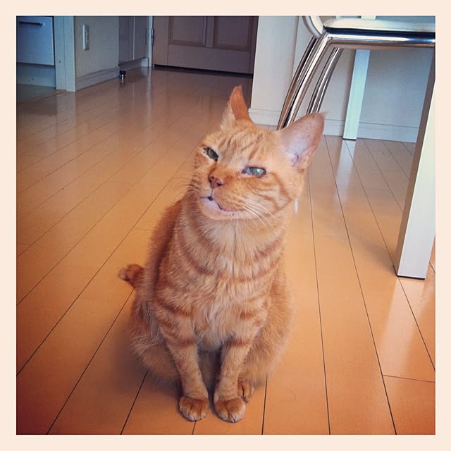 cyokotaroさんの実例写真