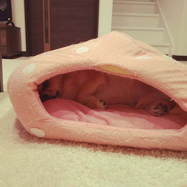 kojikojiさんの実例写真