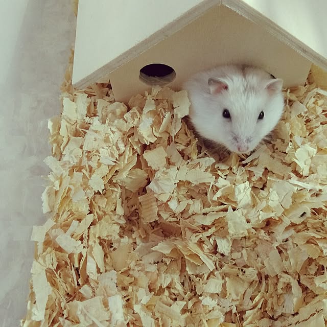 kikuさんの実例写真