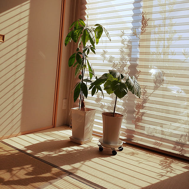 tan5さんの実例写真