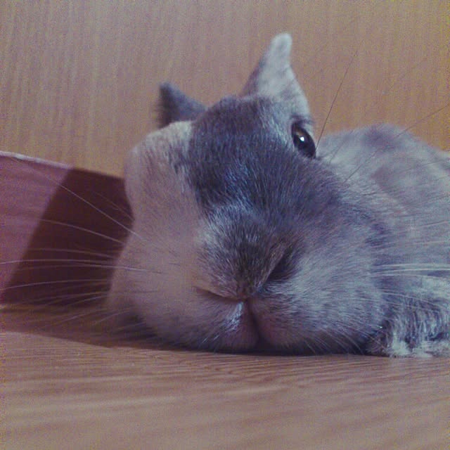 negiさんの実例写真