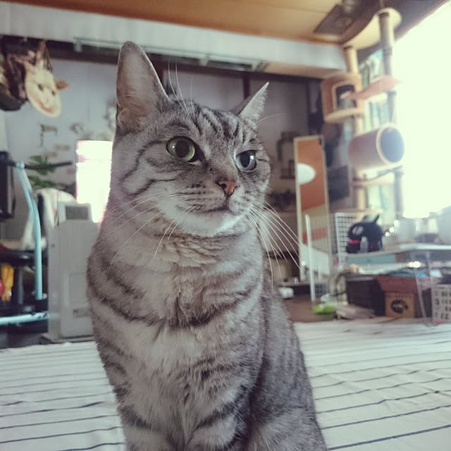 ae86maniaさんの実例写真