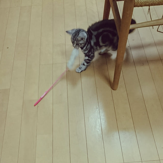 CatClipさんの実例写真