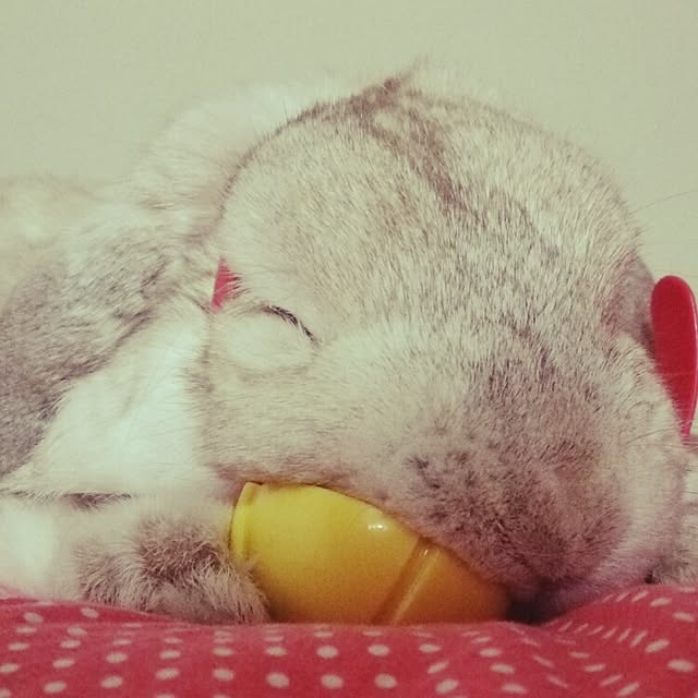 michikoさんの実例写真