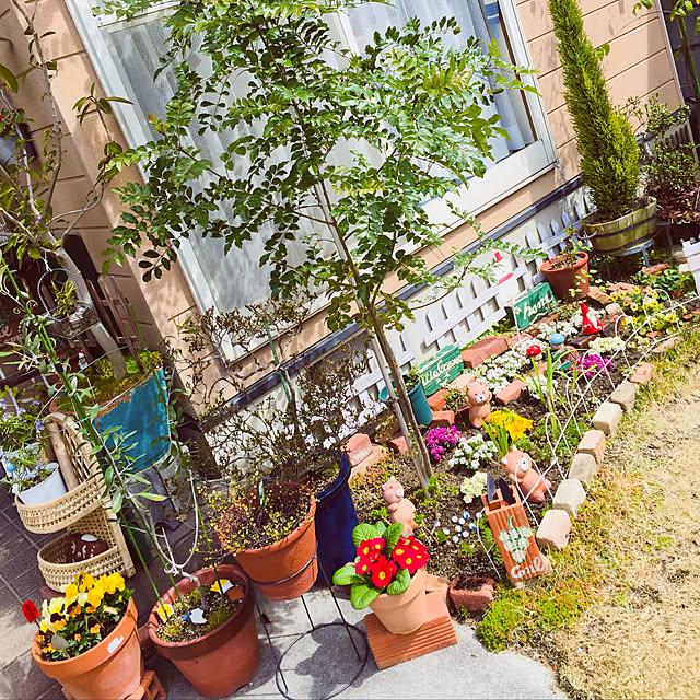 takakoの-草花の苗/つる性アブチロン：チロリアンランプ3-3.5号ポットの家具・インテリア写真