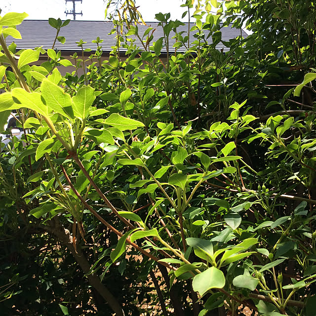 houenさんの実例写真