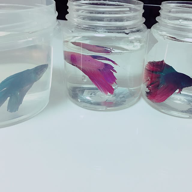 88snowさんの実例写真