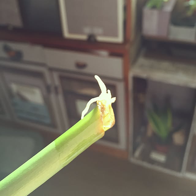 Norikoさんの実例写真