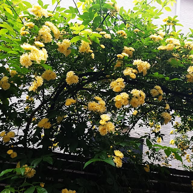 mimi828さんの実例写真