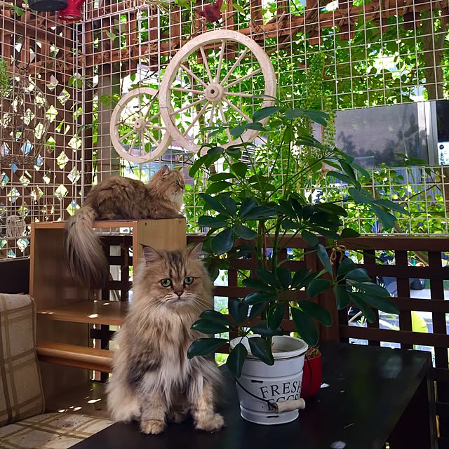 butachanさんの実例写真