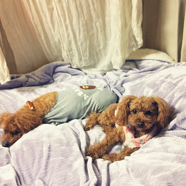Riccaさんの実例写真