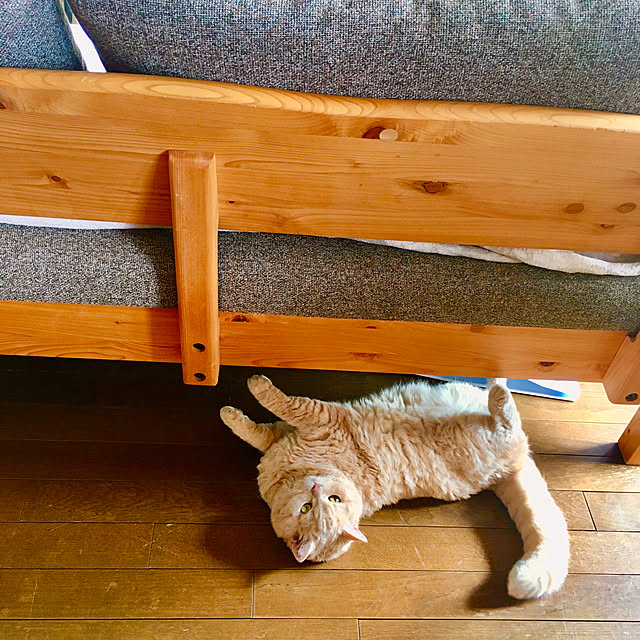 naokoさんの実例写真