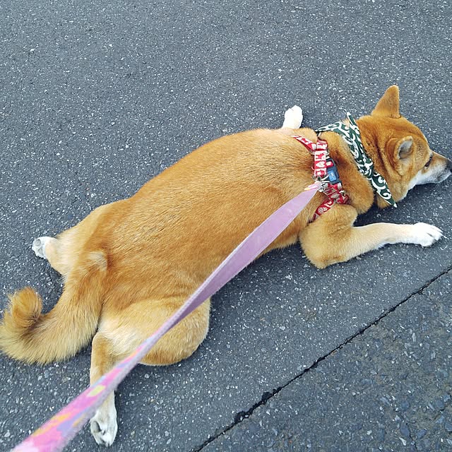 nanaさんの実例写真