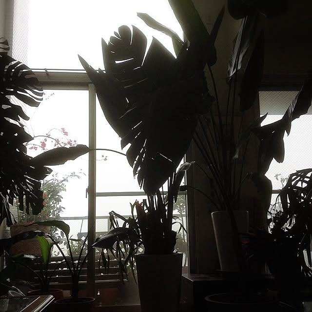 MIKA_Lさんの実例写真