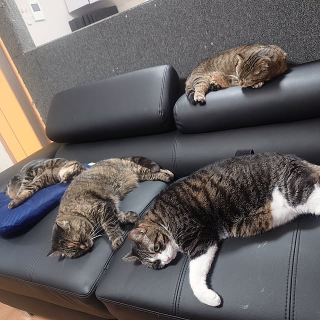 noguriさんの部屋