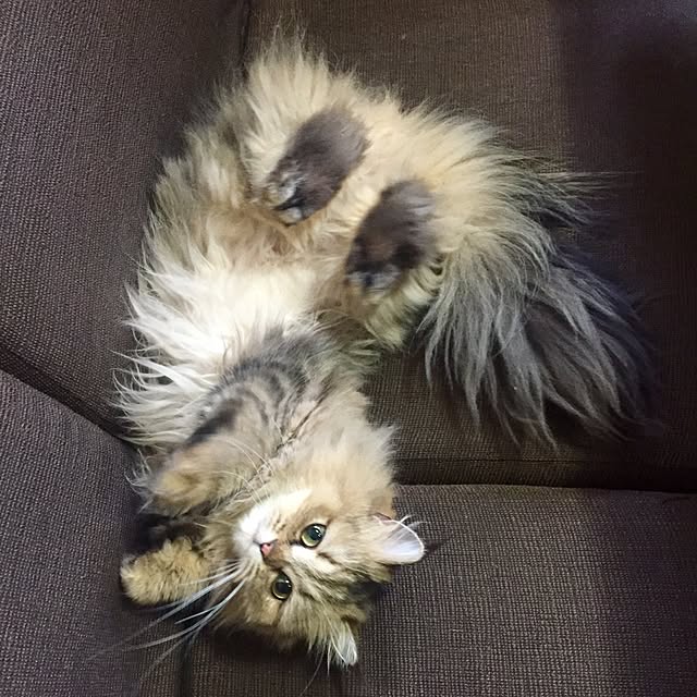 butachanさんの実例写真