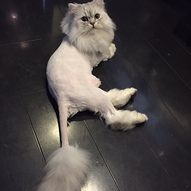 horurunさんの実例写真
