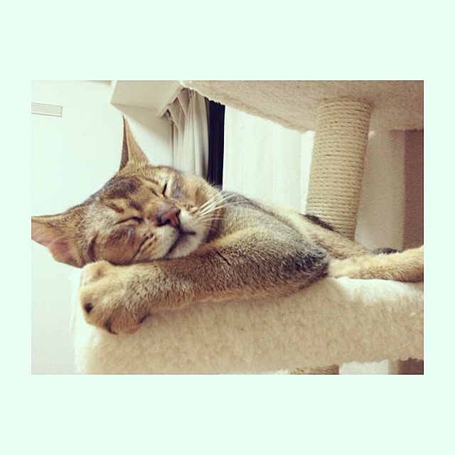 umeoさんの実例写真