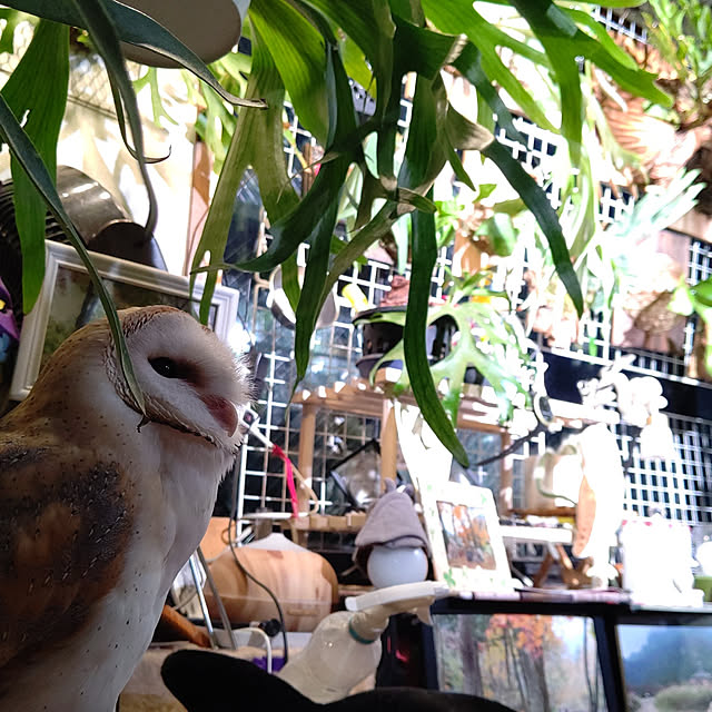 mikiさんの実例写真