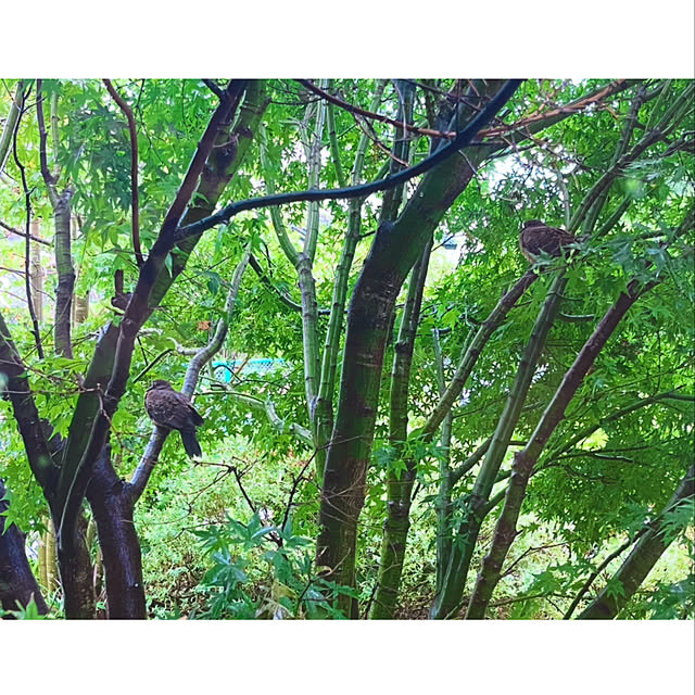 Erikoさんの実例写真