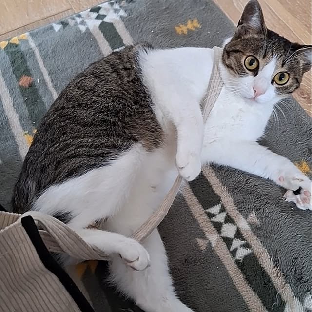 akimameさんの実例写真