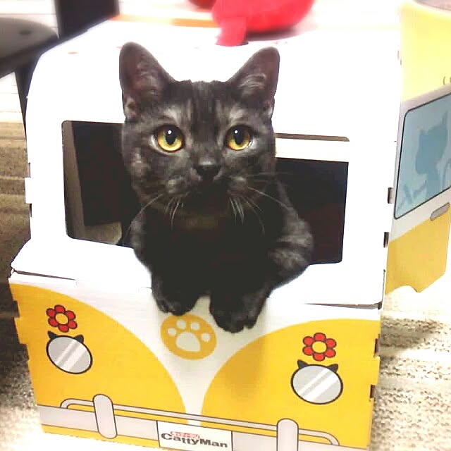 tomatoさんの実例写真
