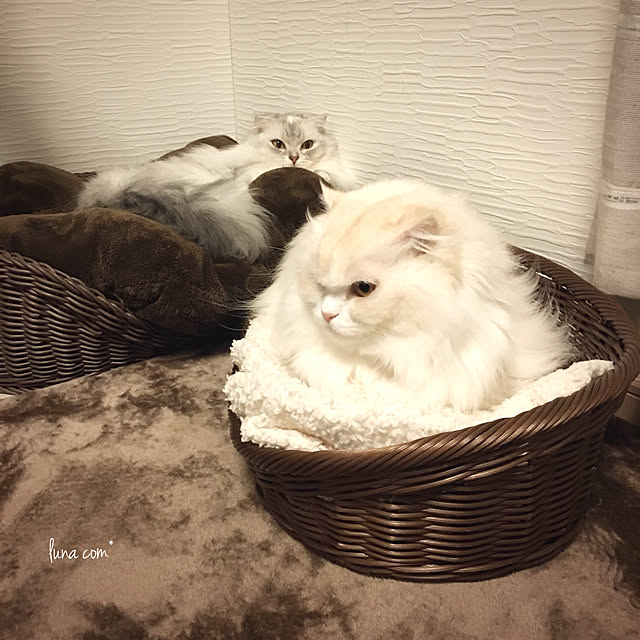 luna.comさんの実例写真
