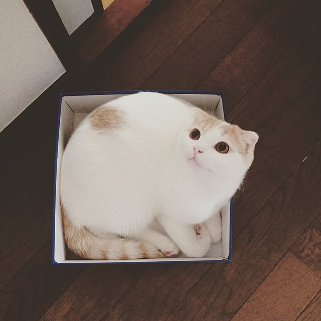 onojiijiさんの実例写真