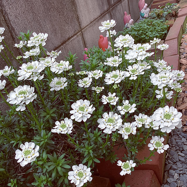 richanさんの実例写真