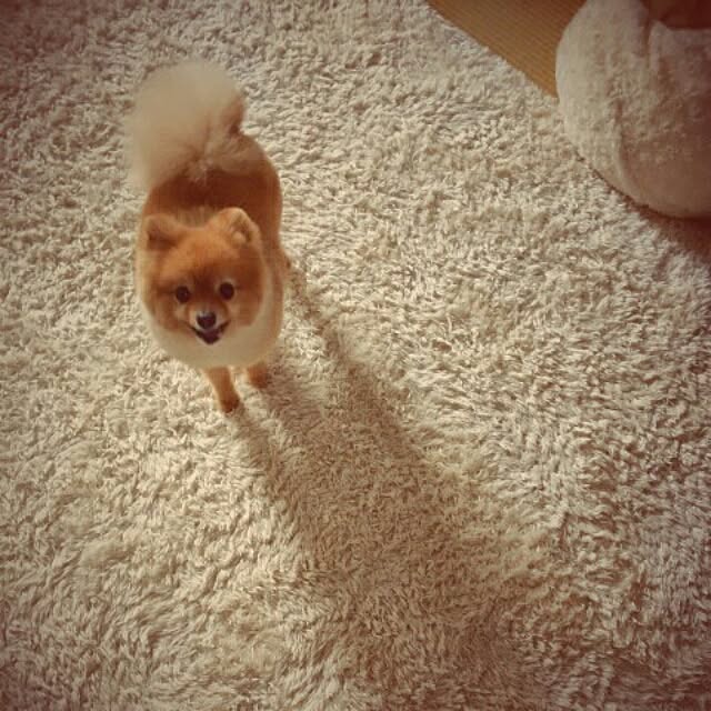 chicoさんの実例写真