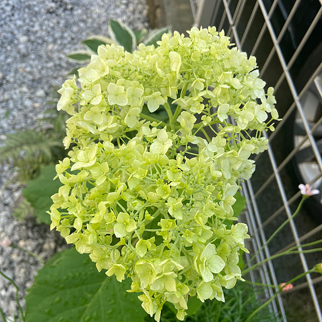 shi-saさんの部屋