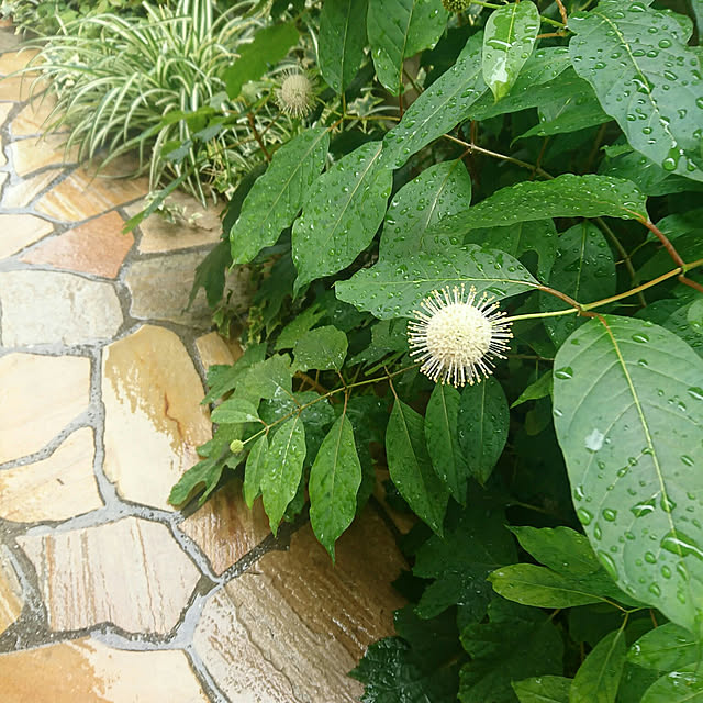 sachiさんの実例写真
