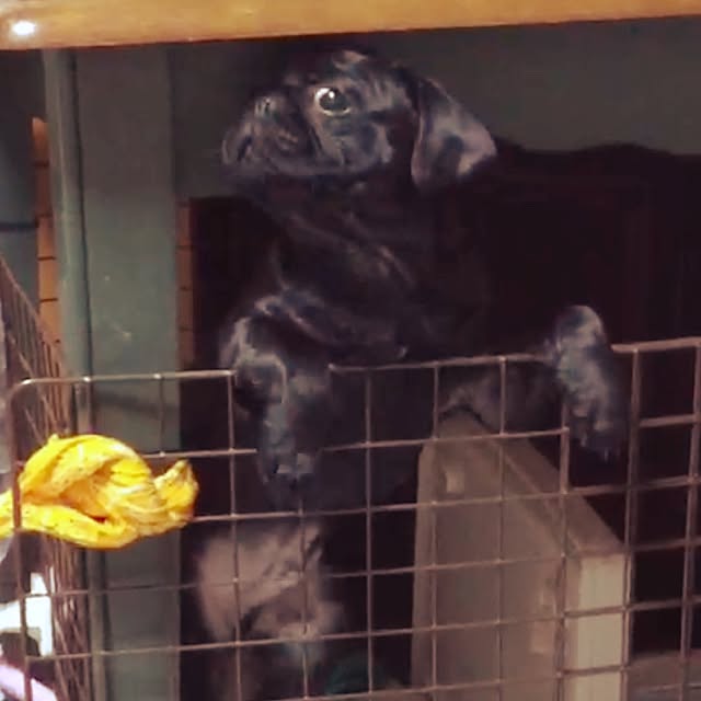 kapiさんの実例写真