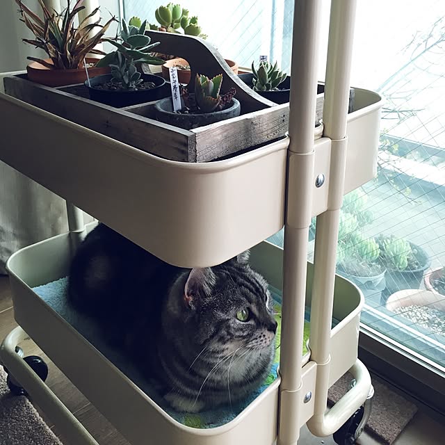 mikomaruさんの実例写真