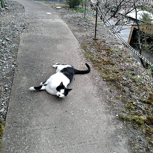 実例写真